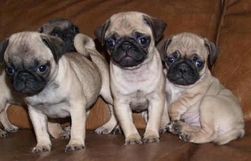 Cachorros de Carlino ¡5 años de garantia!