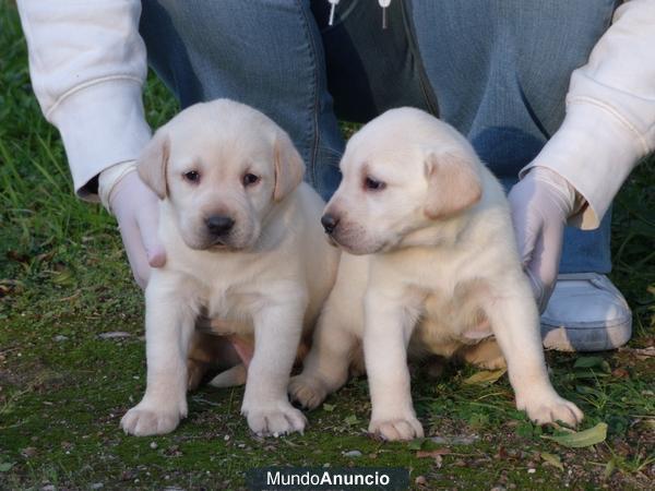 Cachorros Labrador 300€