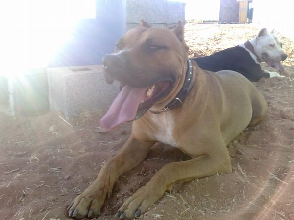 comprar pit bull espaÃ±a