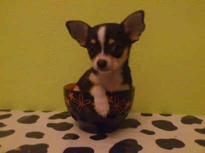 Hembra chihuahua precio anticrisis!!