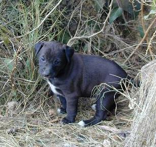 Preciosa camada en adopción muy urgente, son 9! Demasiados en adopción, no compres amigos!