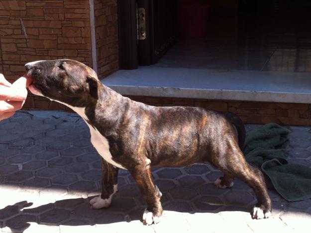 Se vende bull terrier