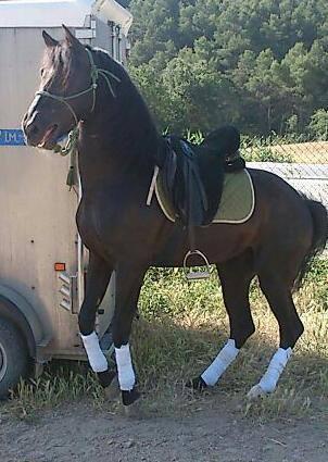 se vende caballo entero espectacular