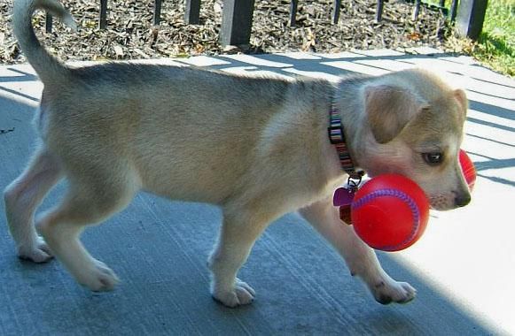 Siberian Husky CACHORROS