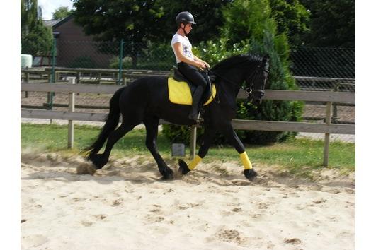 Hermoso Caballo Frisón