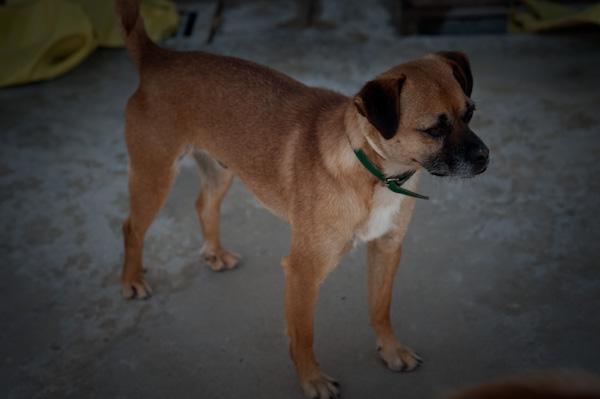 RINGO. Lleva más de cinco años en el refugio. GPAR