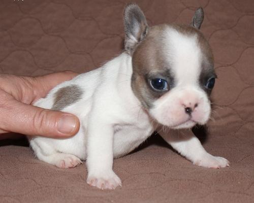 Cachorros de Bulldog Francés machos y hembras dulce