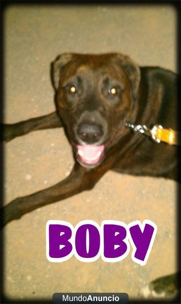 ADOPCION PARA BOBY MESTIZO DE LABRADOR