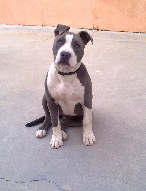 americam pit bull terrier