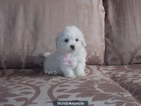 Bichon Maltes de Lujo...