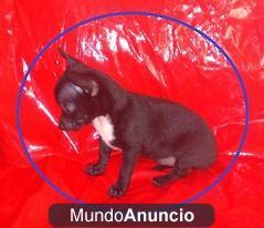 CACHORRO DE CHIHUAHUA MINI  machito