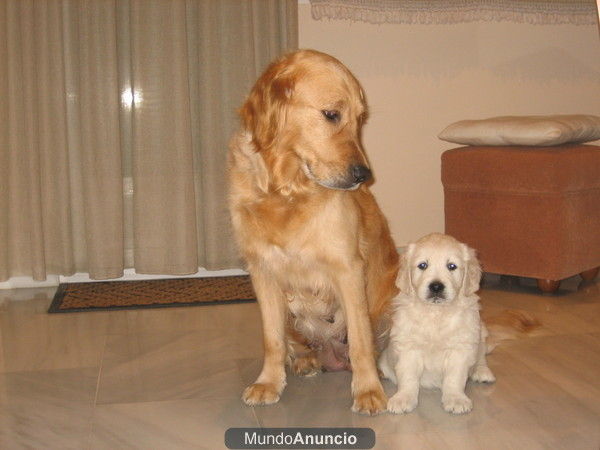 cachorro golden