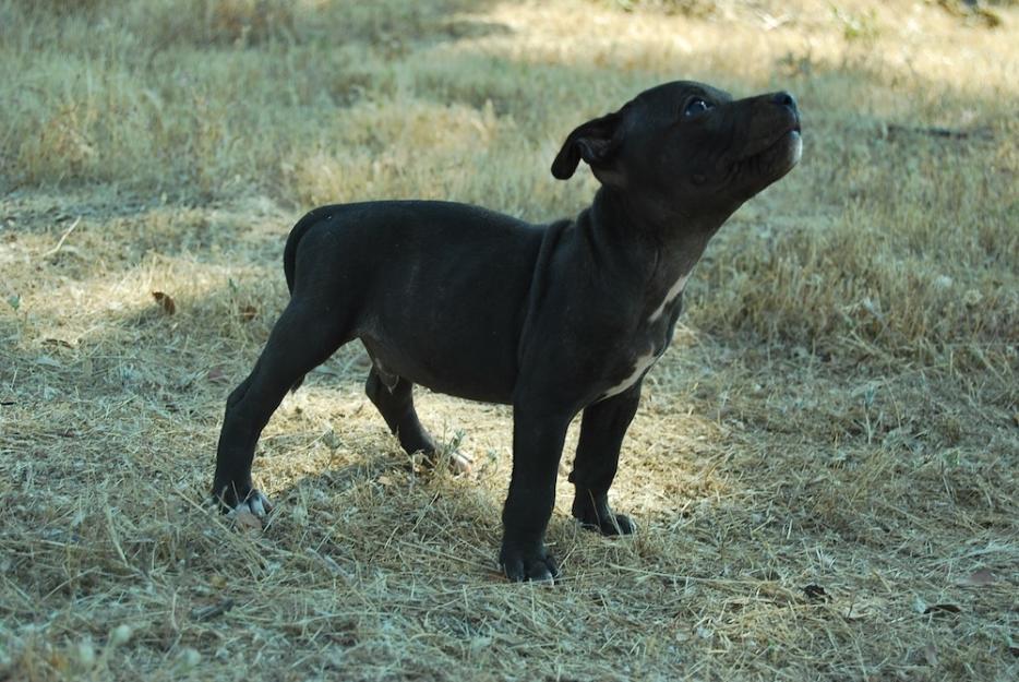 cachorros de Staffordshire bull terrier , puros