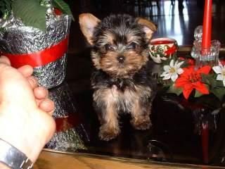 Navidad Yorkies para libre