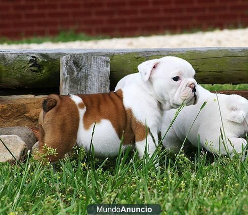 Saludables Cachorros De Bulldog Inglés - Madrid