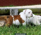 Saludables Cachorros De Bulldog Inglés - Madrid - mejor precio | unprecio.es