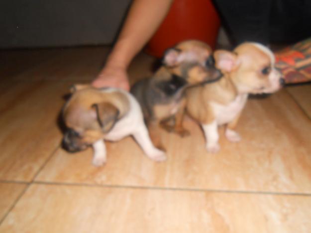 se venden cachorros toys