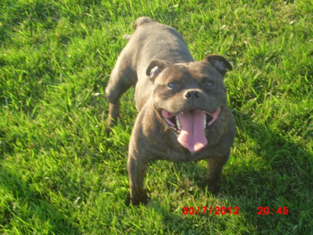 staffordshire bull terrier