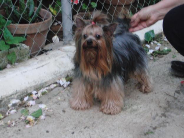 YORKSHIRE TERRIER ADULTO