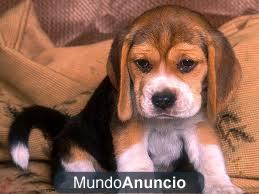 PEQUEÑIN BEAGLE