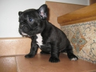 BULLDOG FRANCES UN ENCANTO PARTICULAR,SE PUEDEN VER EN MADRID - mejor precio | unprecio.es