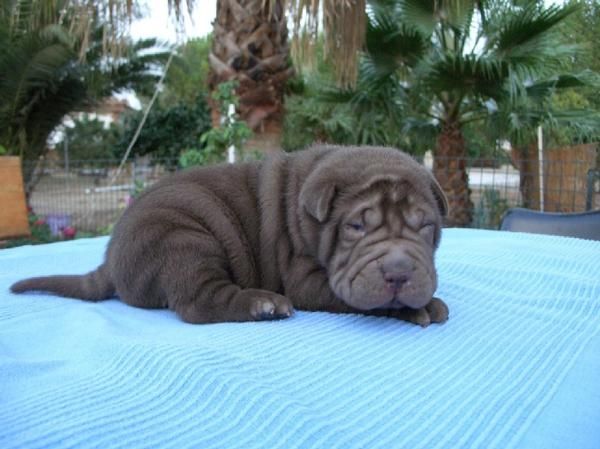 Espectaculares cachorros de Shar-pei 130euro