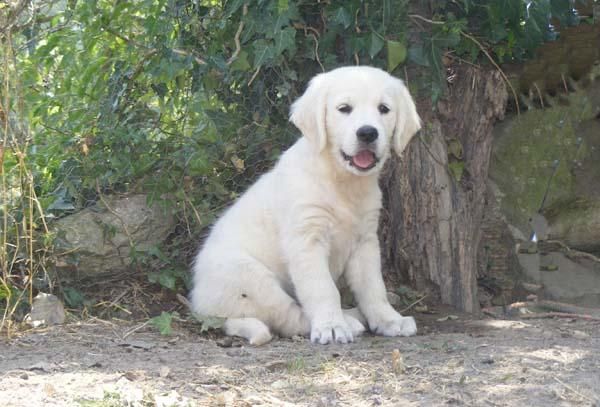 Hembra Golden retriever dos meses