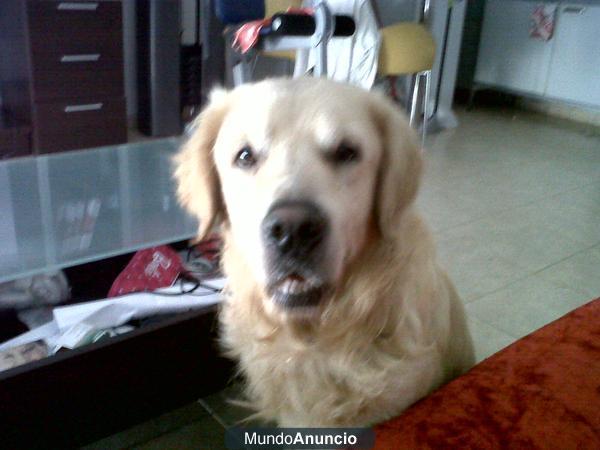 Se regala Golden Retriever