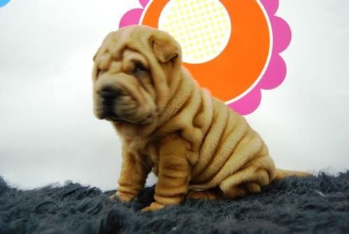 shar pei en el centro de madrid