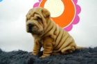 shar pei en el centro de madrid - mejor precio | unprecio.es