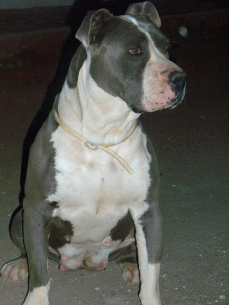 vendo 3 cachorritos de American stanford terrier