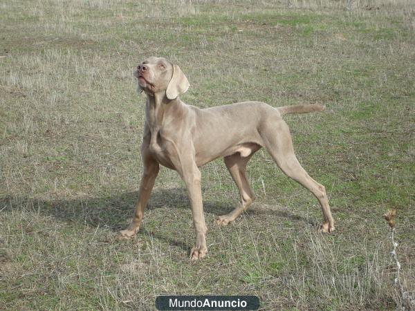 VENDO BRACO DE WEIMAR