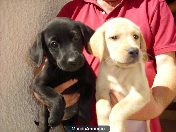 vendo cachorra de labrador precio 130euros