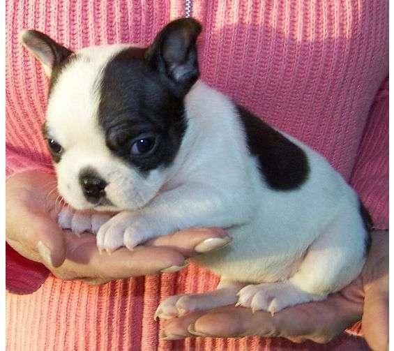 Awesome Bulldog Frances cachorros para la Navidad