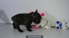 bulldog frances - mejor precio | unprecio.es