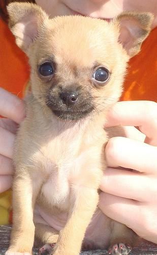 Cachorro de chihuahua de cara de muñeca.