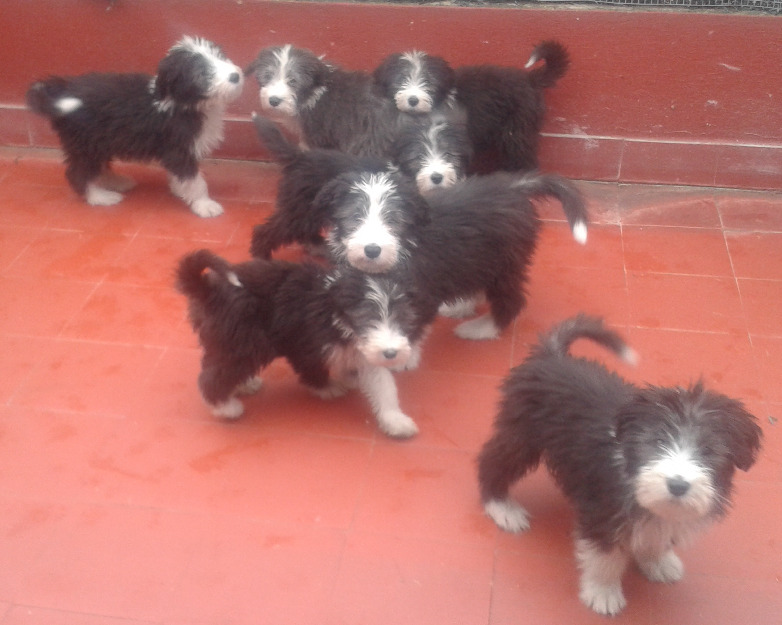 Cachorros  de bearded collie disponibles