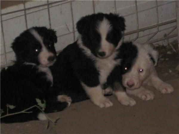 CACHORROS DE BORDER COLLIE