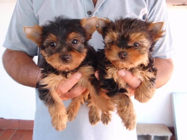 CAMADA YORKSHIRE TERRIER MINIS 300E TRANSPORTES INCLUIDOS