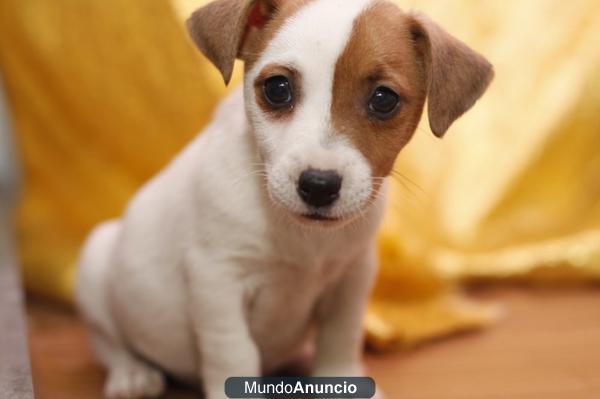 Jack Russell, Camada en Cadells (tienda mascotas Barcelona), garantía veterinaria