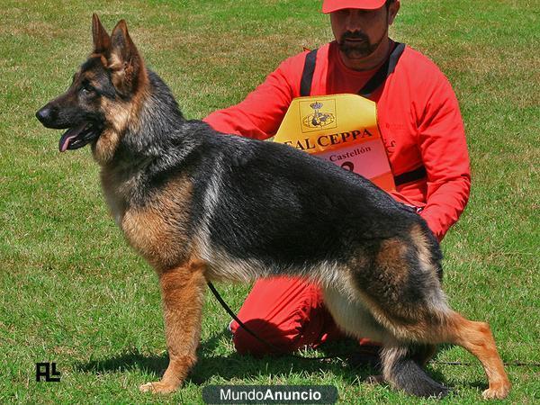 pastores alemanes artur de camelot