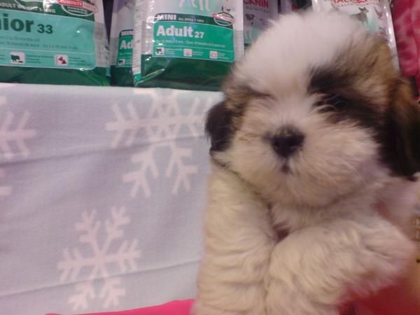 SHIH TZU, perros, cachorros, criadero, venta.   Preciosa camada, se entrega a partir de los 2 meses. Somos un criadero q