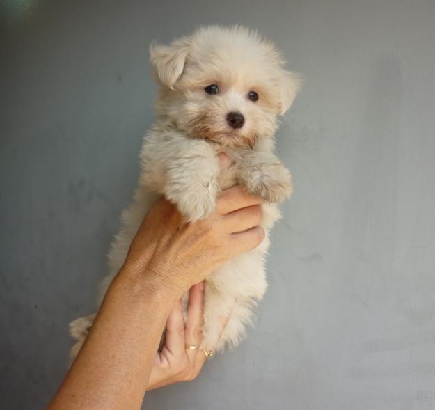 Cachorritos preciosos de Maltés