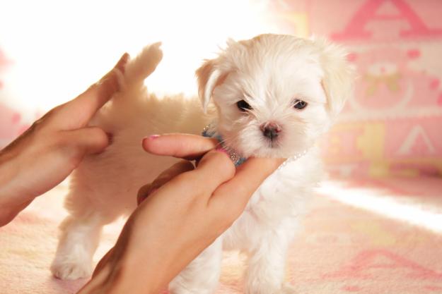 Cría selectiva y familiar del Bichon Maltes