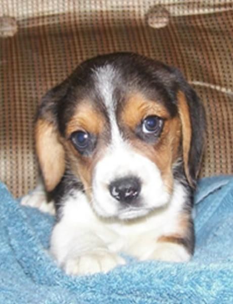 BEAGLE CACHORROS DE BUENAS CASAS.