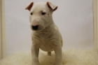 bull terrier, tono blanco, 650 euros - mejor precio | unprecio.es