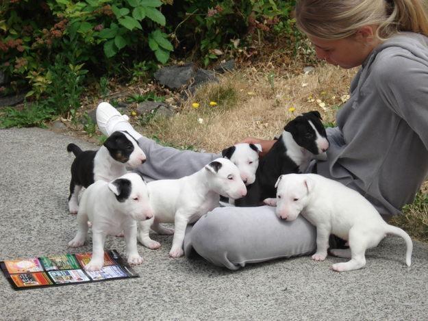 cachorros de bull terrier para adopcion