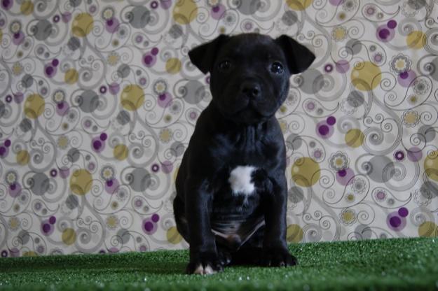 Camada de Staffordshire Bull Terrier con LOE