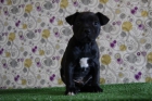 Camada de Staffordshire Bull Terrier con LOE - mejor precio | unprecio.es