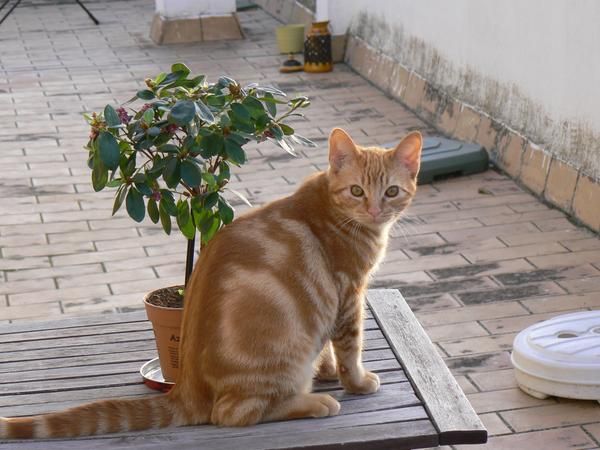 Doy gato de 2 años